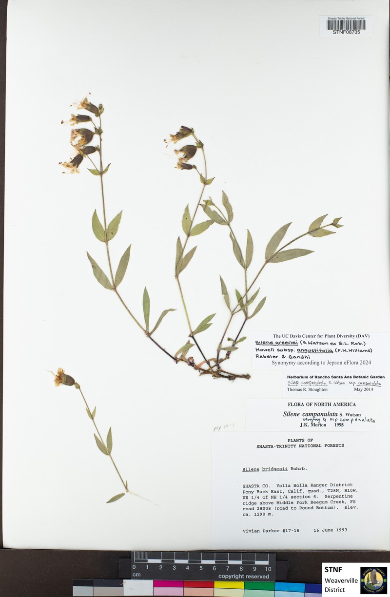 Silene greenei subsp. angustifolia photo 5