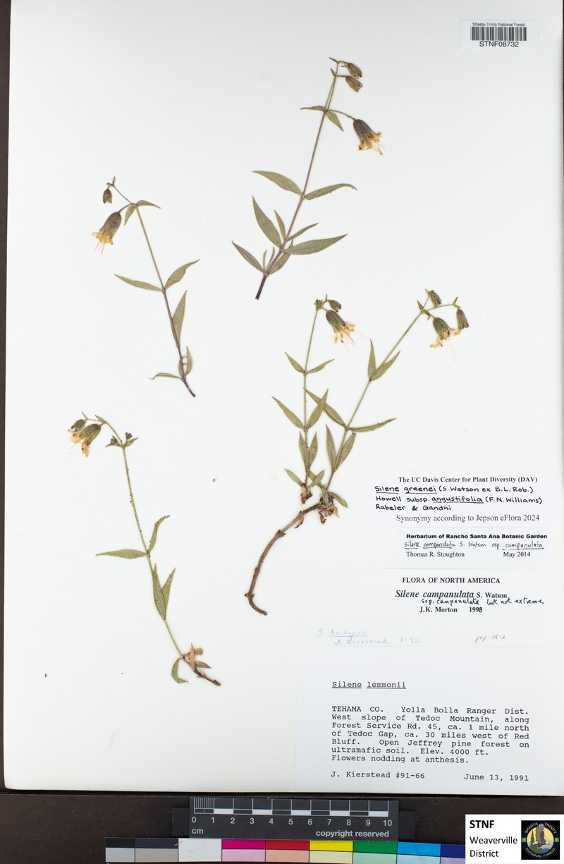 Silene greenei subsp. angustifolia photo 6