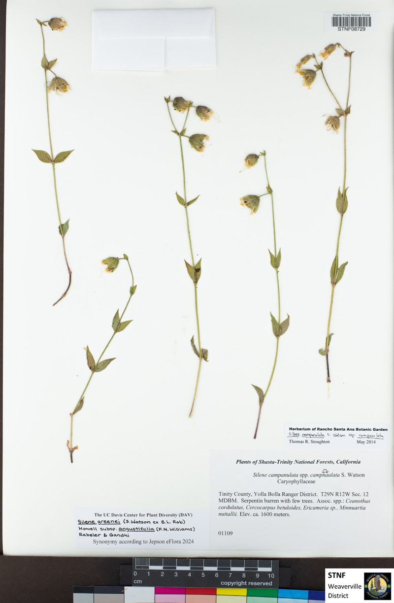 Silene greenei subsp. angustifolia photo 7