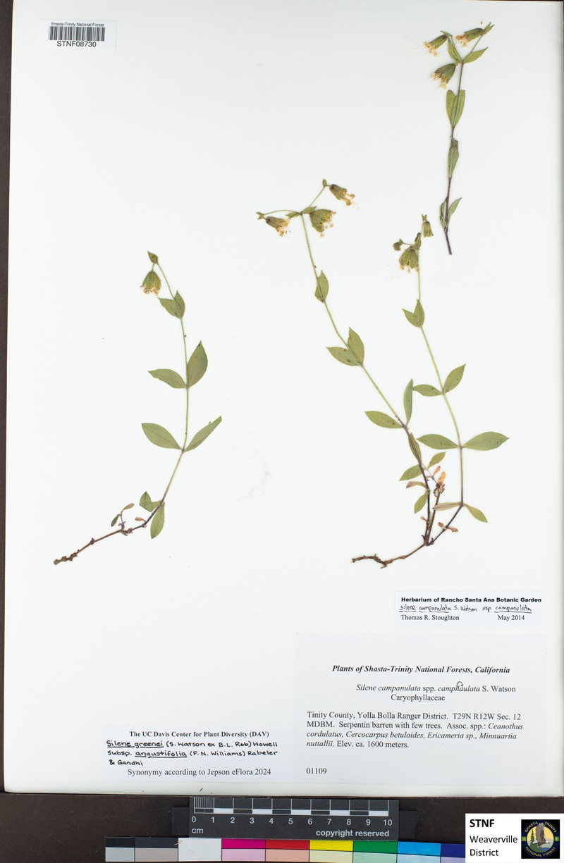 Silene greenei subsp. angustifolia photo 8
