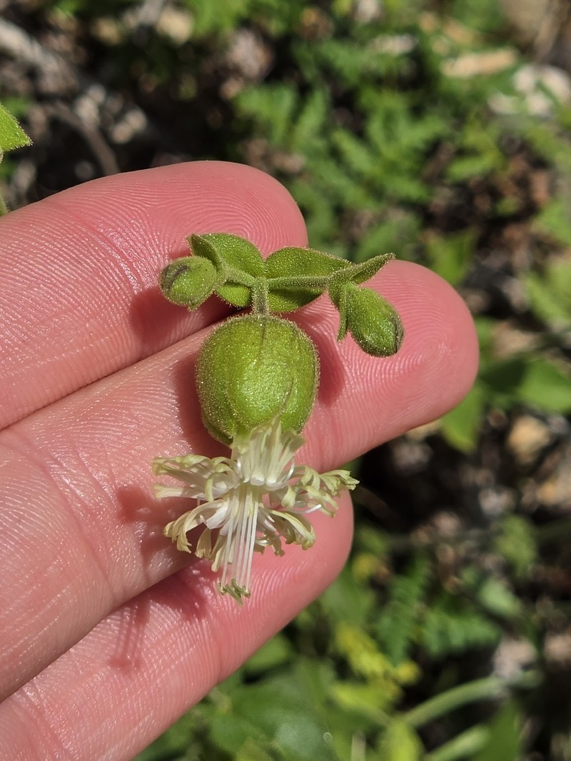 Silene greenei subsp. greenei