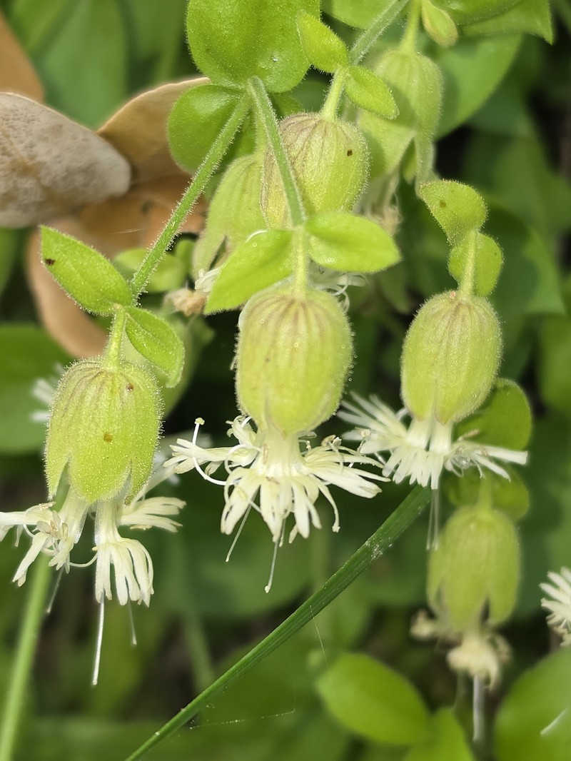 Silene greenei subsp. greenei photo 2