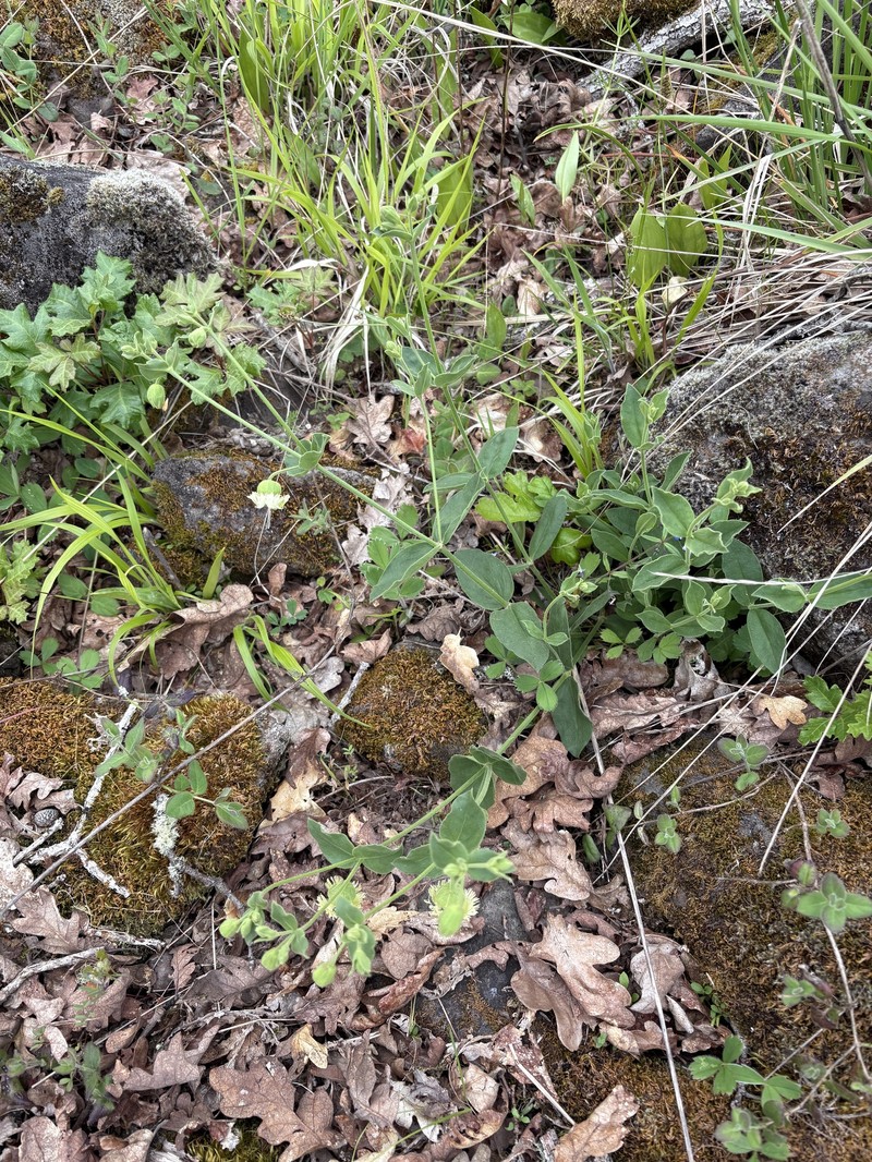 Silene greenei subsp. greenei photo 3