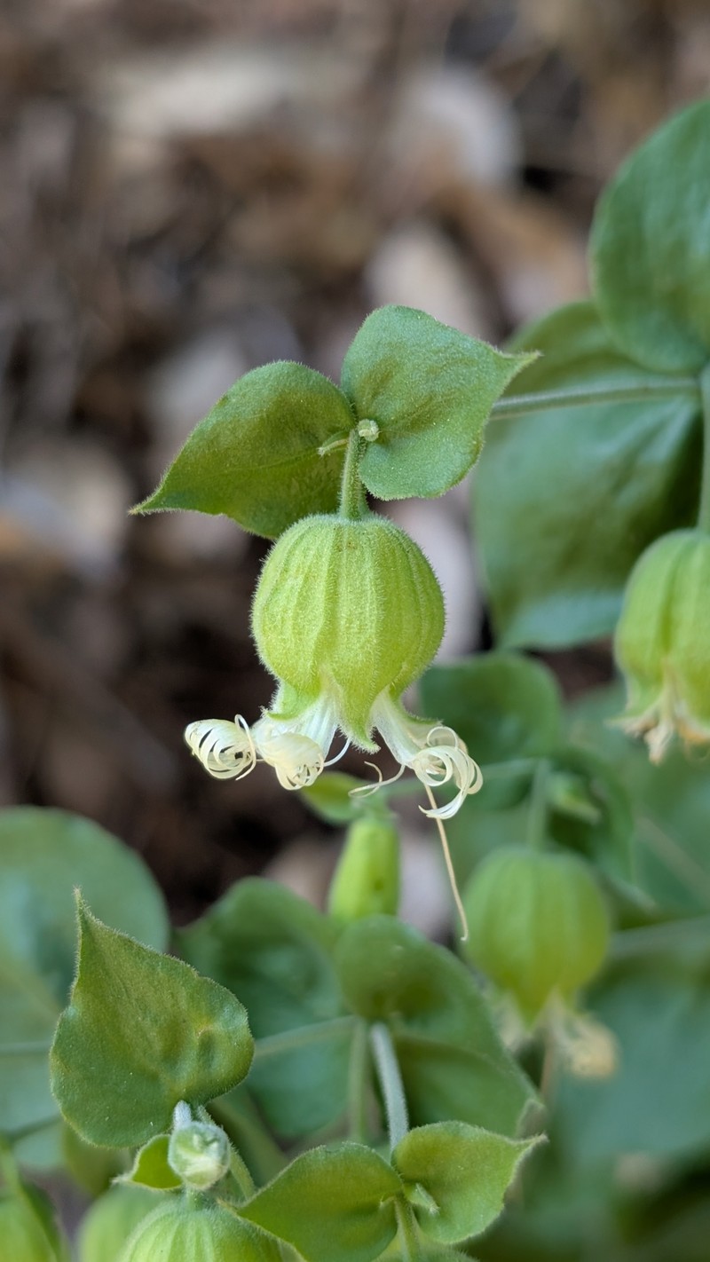 Silene greenei subsp. greenei photo 4
