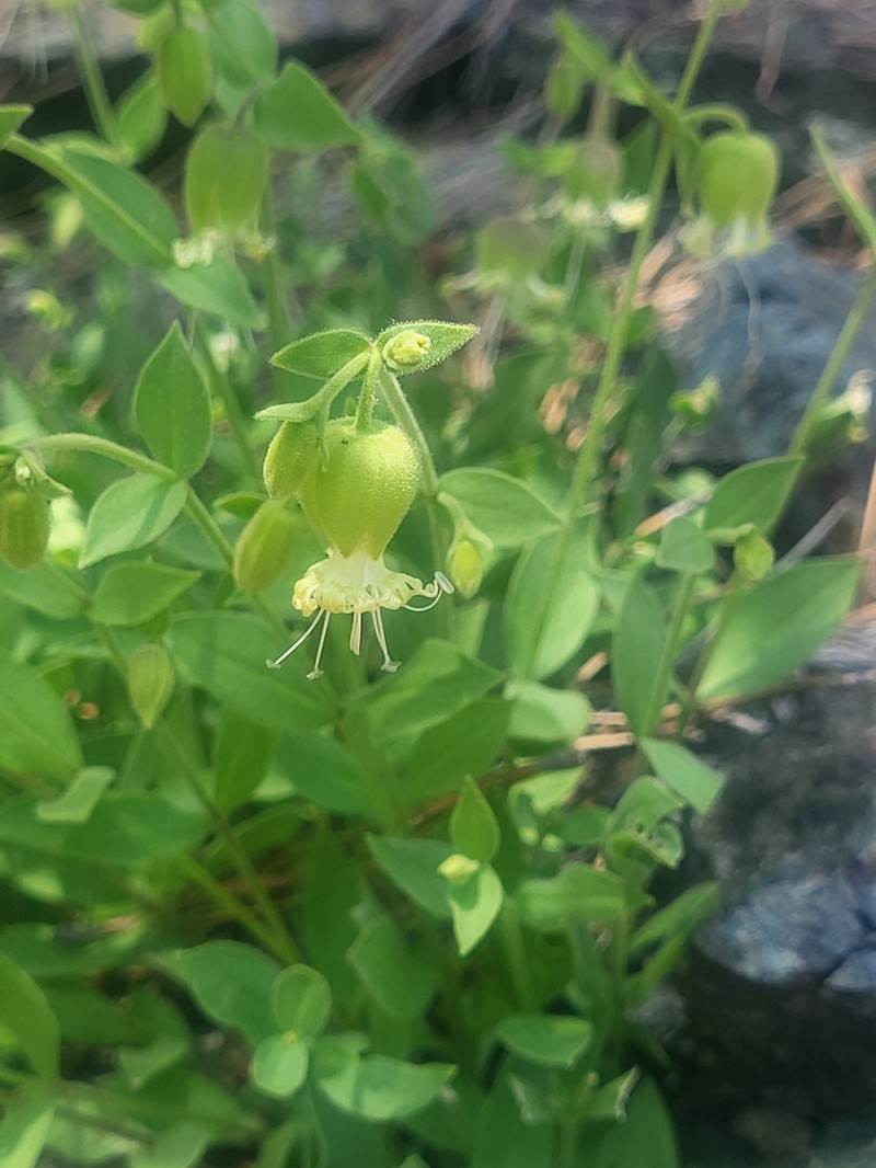 Silene greenei subsp. greenei photo 5