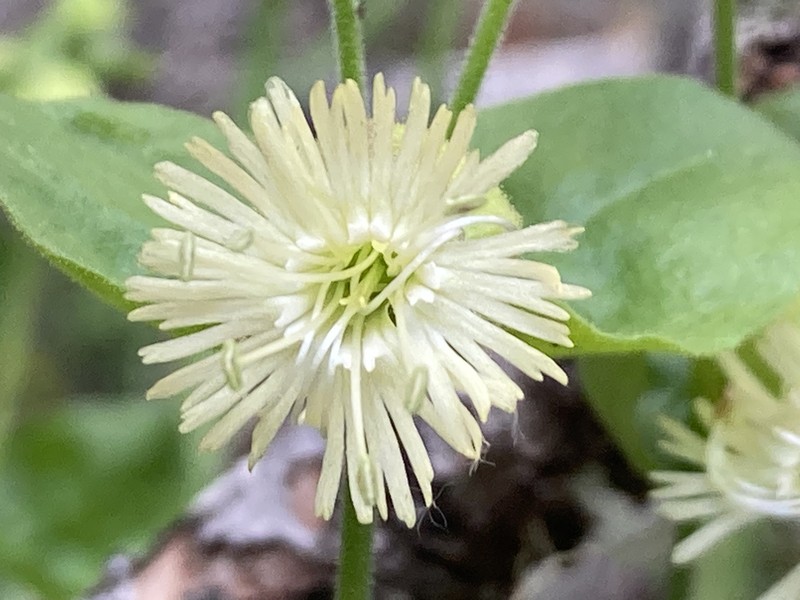 Silene greenei subsp. greenei photo 6