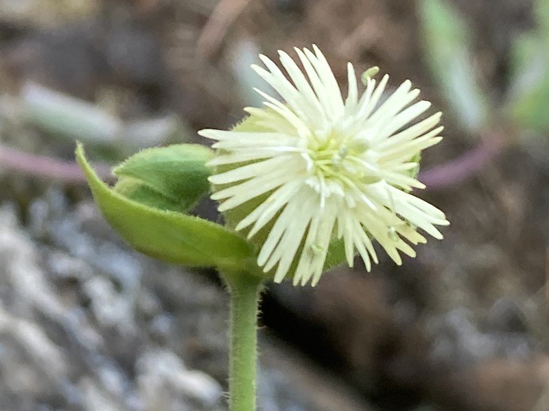 Silene greenei subsp. greenei photo 7