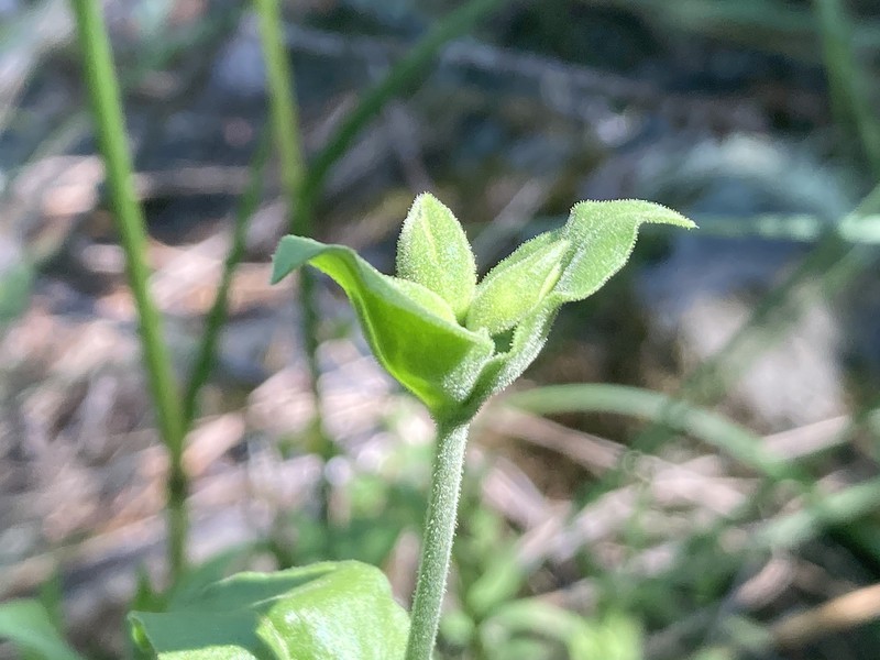 Silene greenei subsp. greenei photo 8