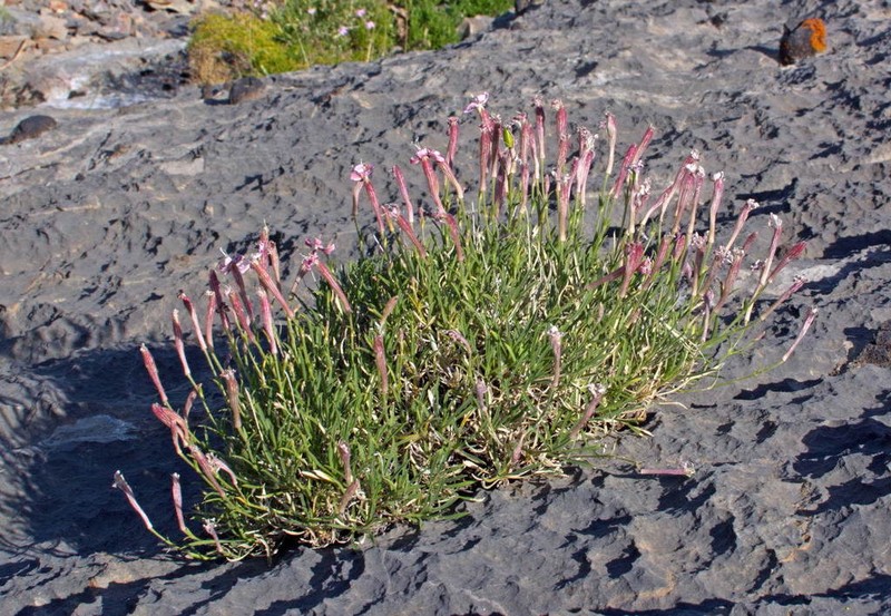 Silene guntensis