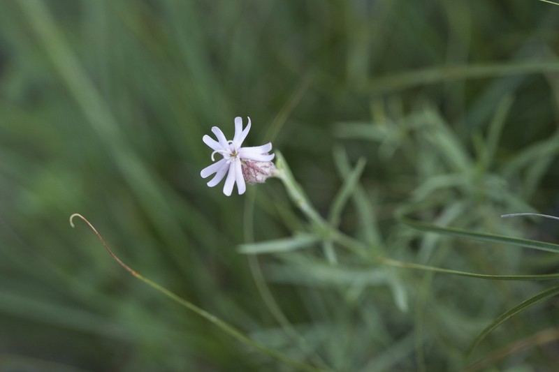 Silene guntensis photo 2