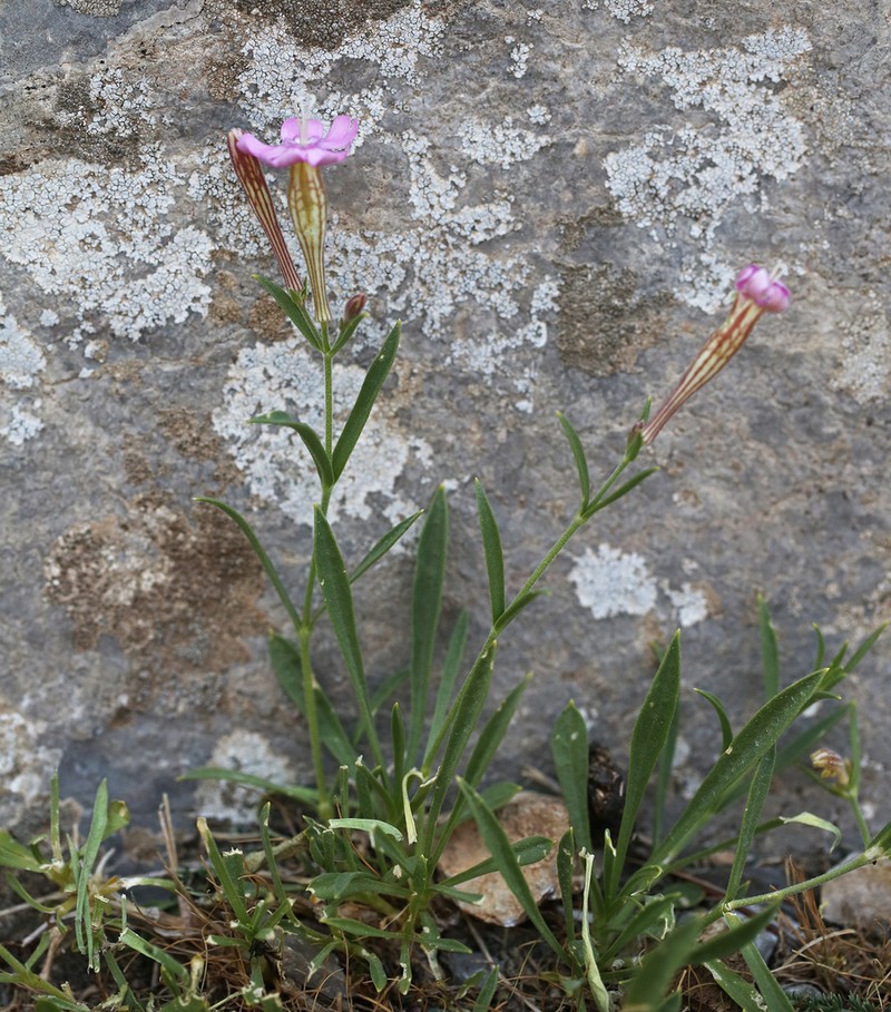Silene guntensis photo 3