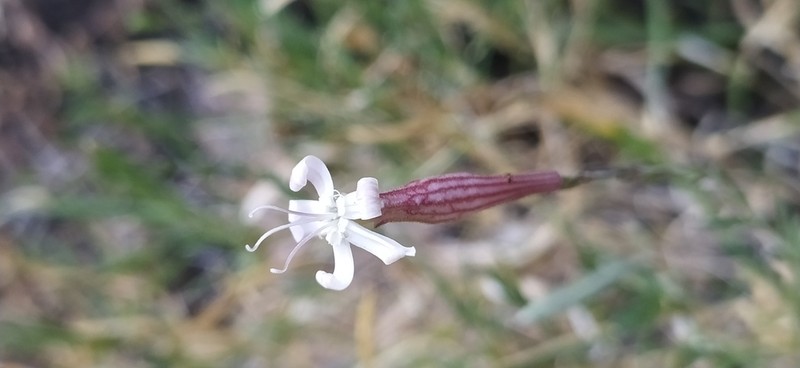 Silene guntensis photo 4