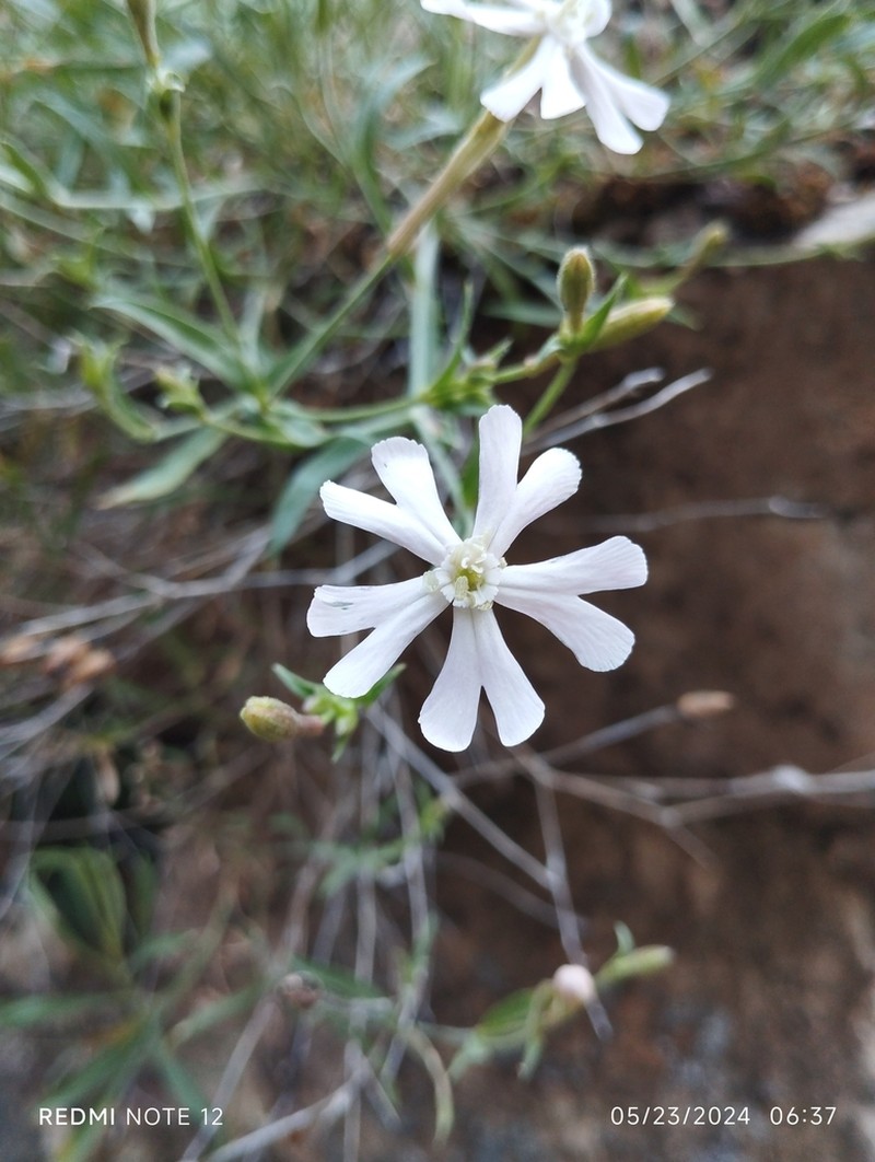 Silene guntensis photo 5