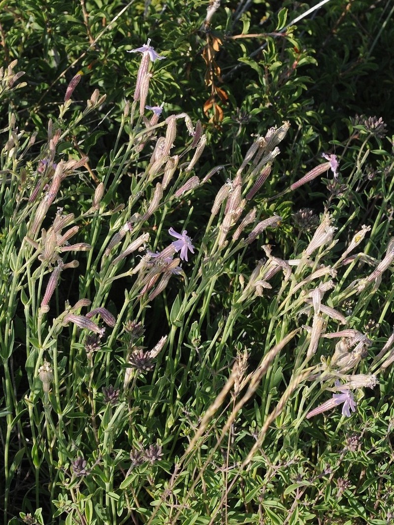Silene guntensis photo 6
