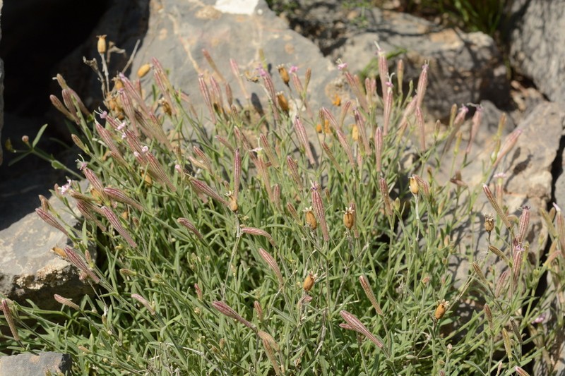 Silene guntensis photo 7