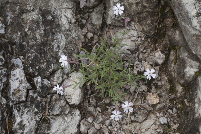Silene guntensis photo 8