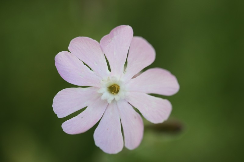 Catchfly photo 2