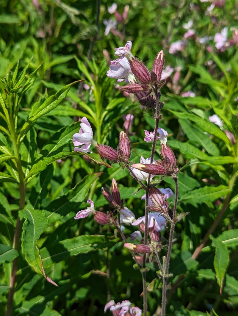 Catchfly photo 3