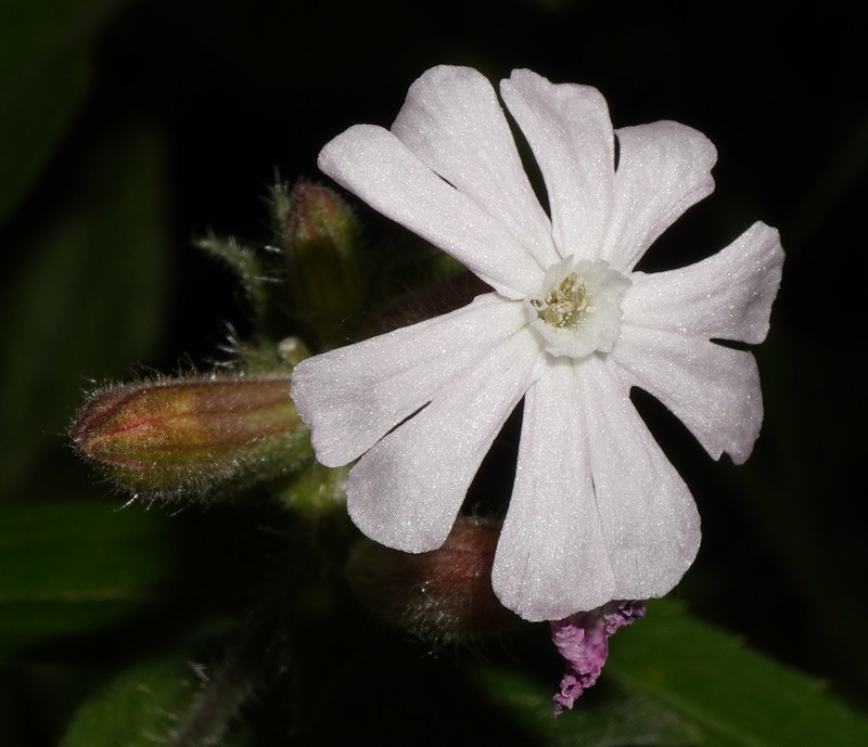 Catchfly photo 4