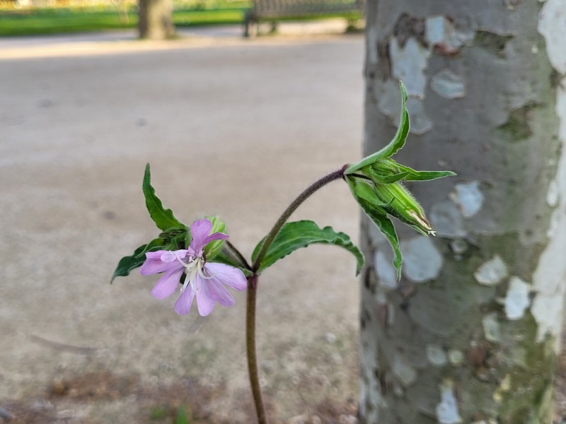 Catchfly photo 5