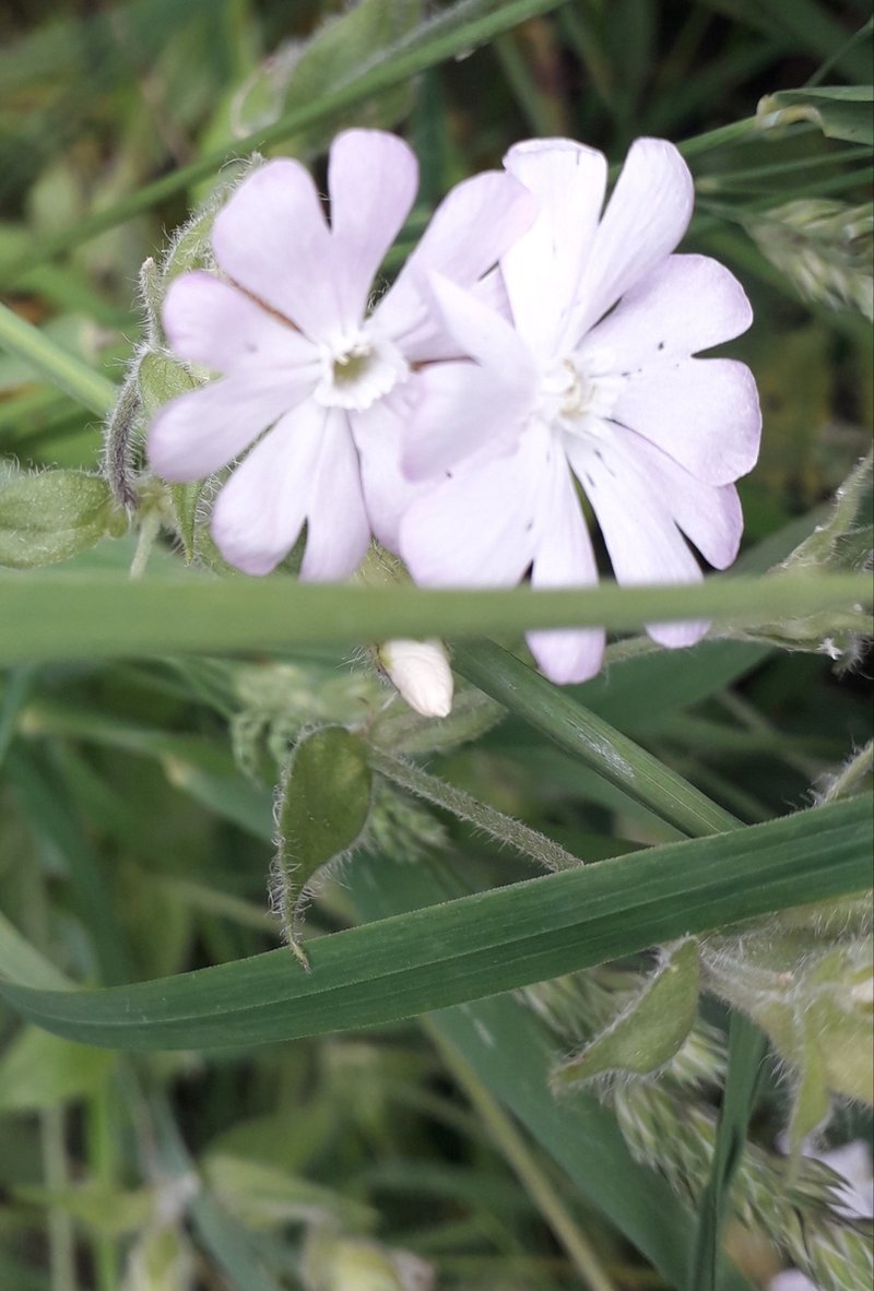 Catchfly photo 6