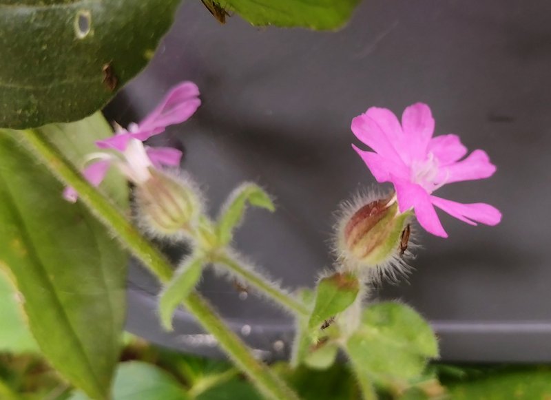 Catchfly photo 7