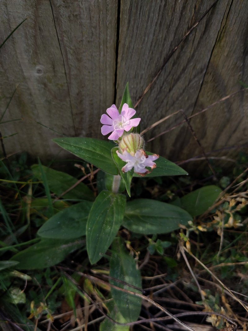 Catchfly photo 8