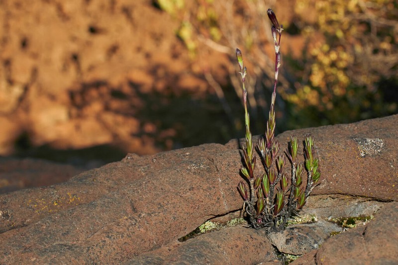Hawai'I Catchfly