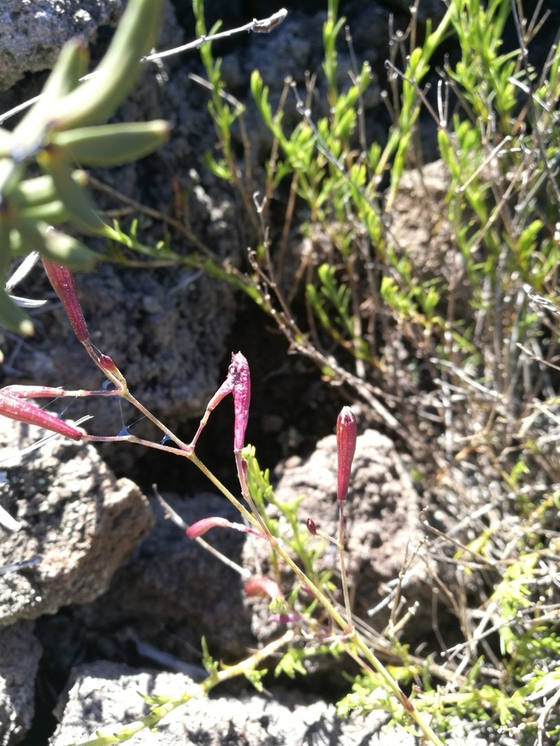 Hawai'I Catchfly photo 2
