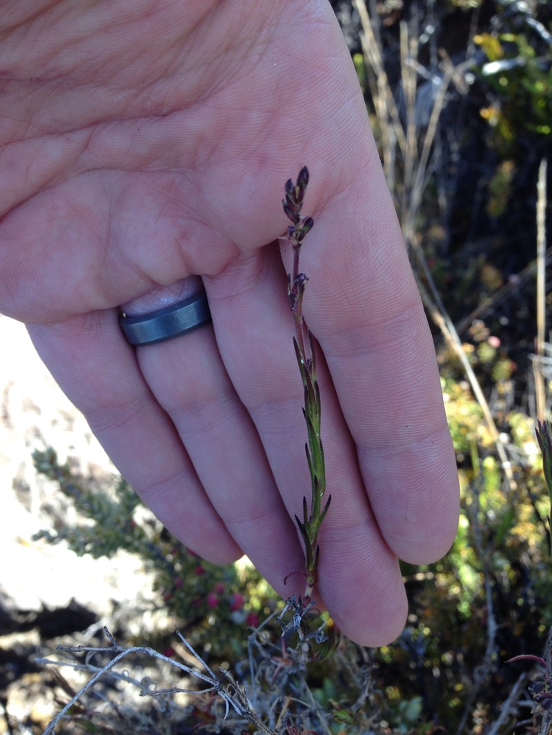 Hawai'I Catchfly photo 3