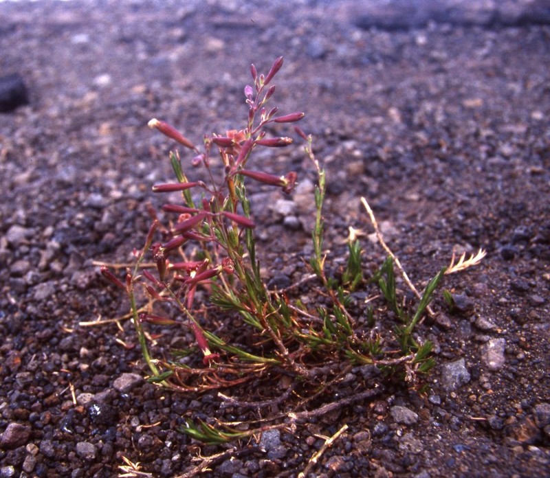 Hawai'I Catchfly photo 4