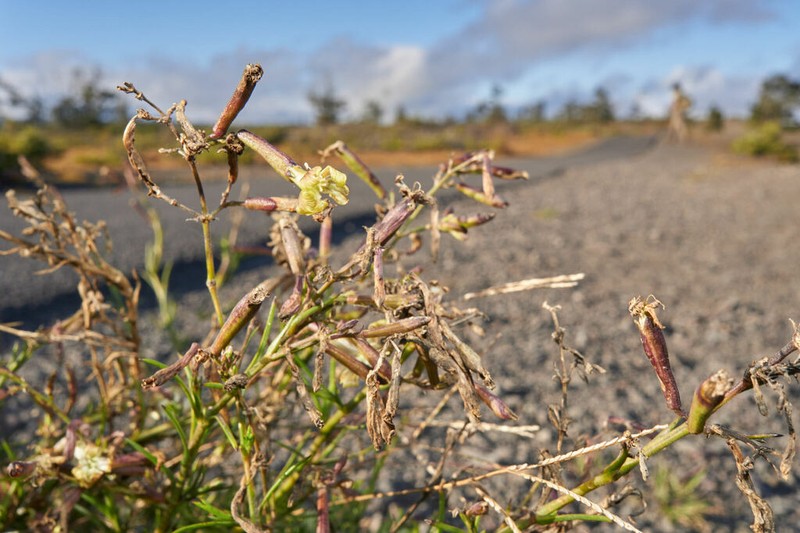 Hawai'I Catchfly photo 5