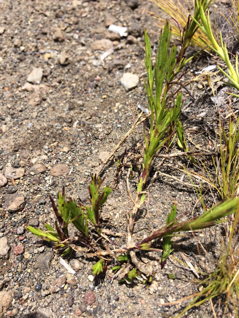 Hawai'I Catchfly photo 6
