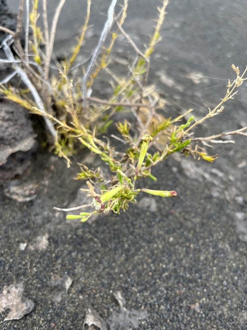 Hawai'I Catchfly photo 7