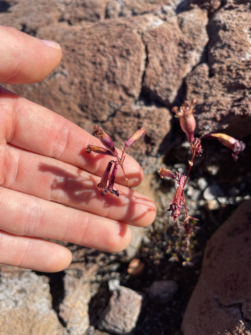 Hawai'I Catchfly photo 8