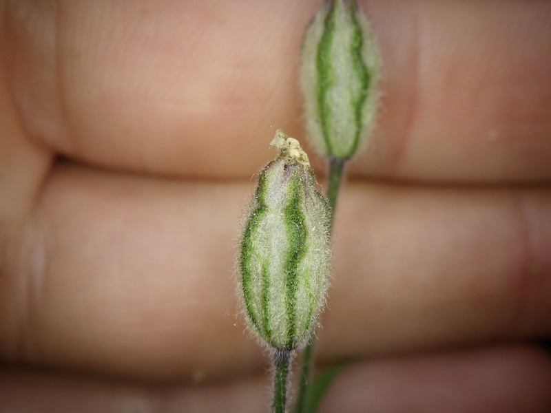 Silene hitchguirei photo 2