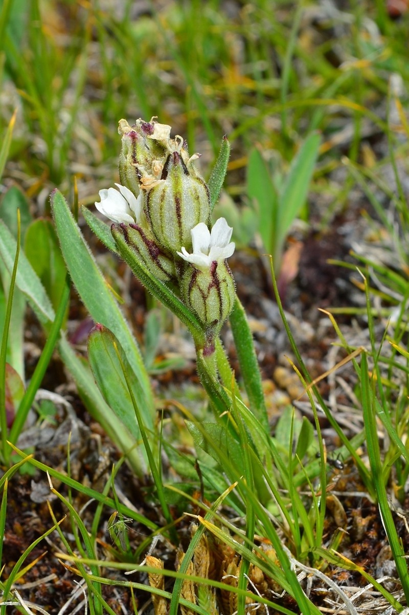 Silene hitchguirei photo 3