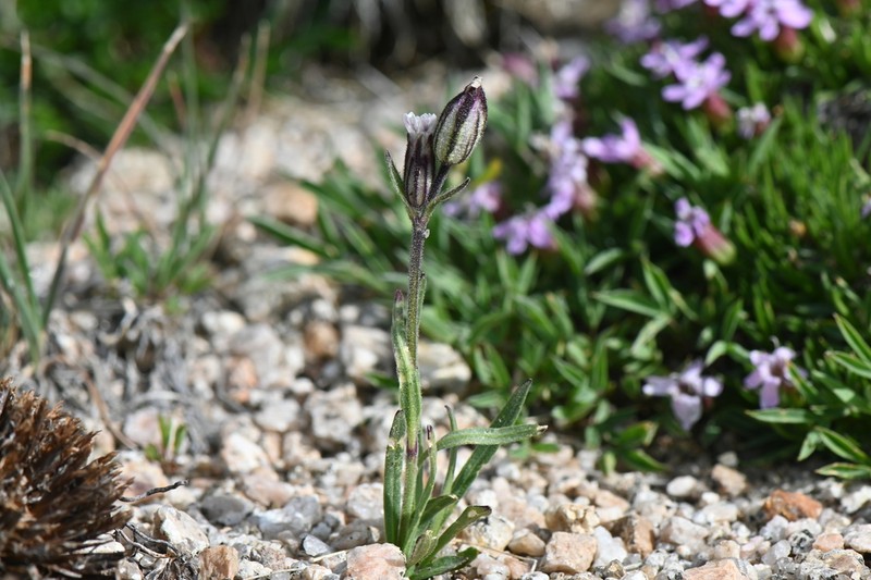 Silene hitchguirei photo 5
