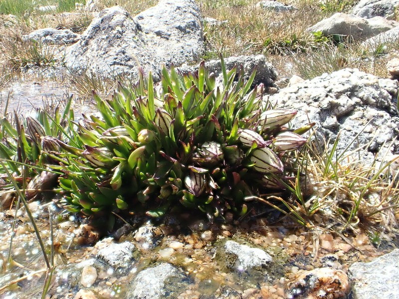 Silene hitchguirei photo 6