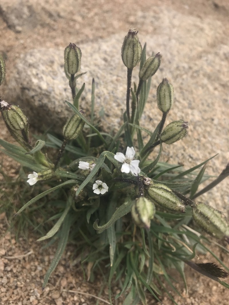 Silene hitchguirei photo 7