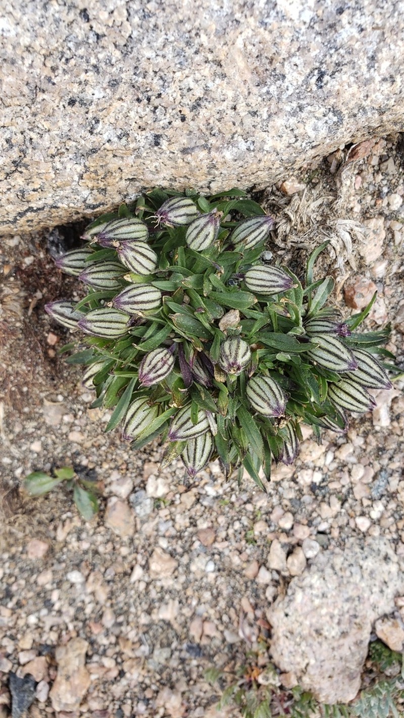 Silene hitchguirei photo 8