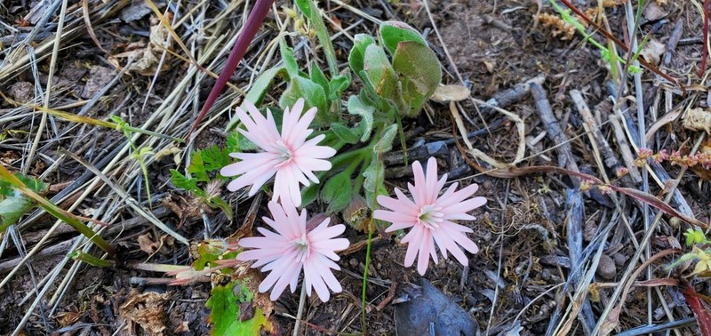 Hooker's Silene photo 2