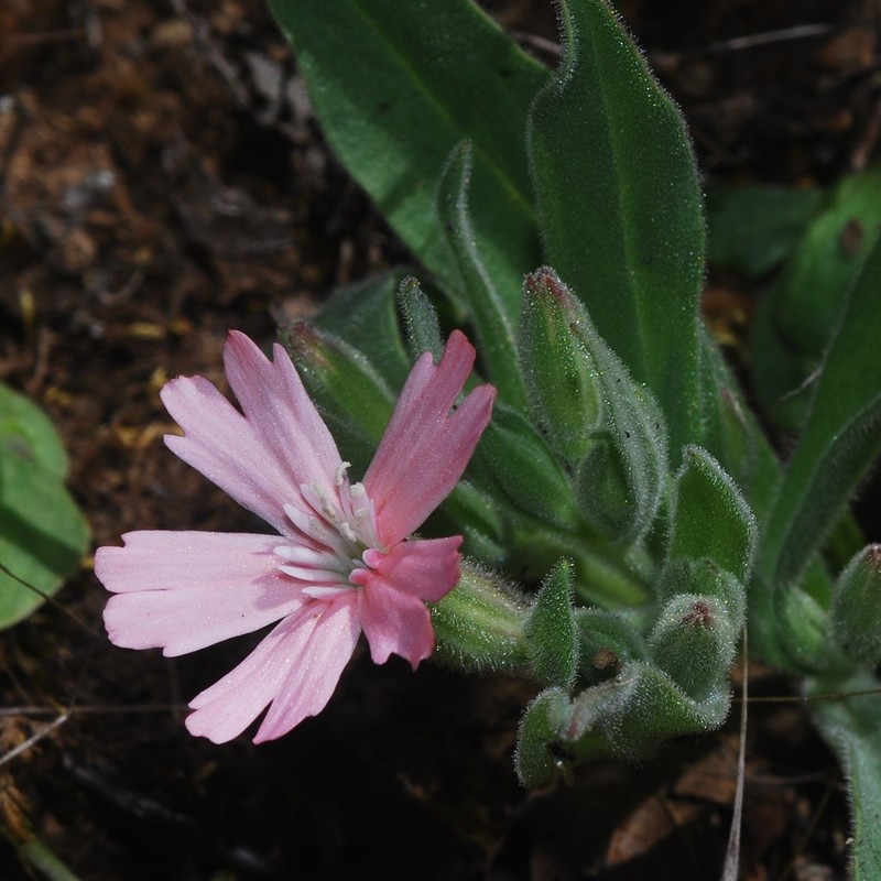 Hooker's Silene photo 3
