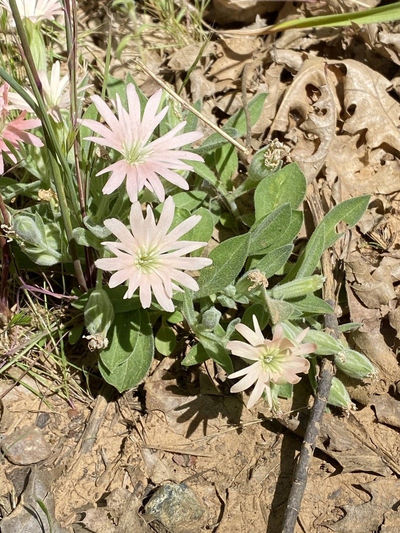 Hooker's Silene photo 4