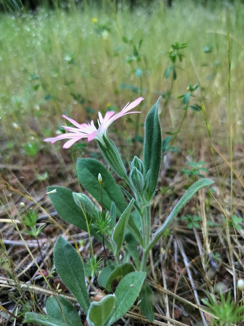 Hooker's Silene photo 5