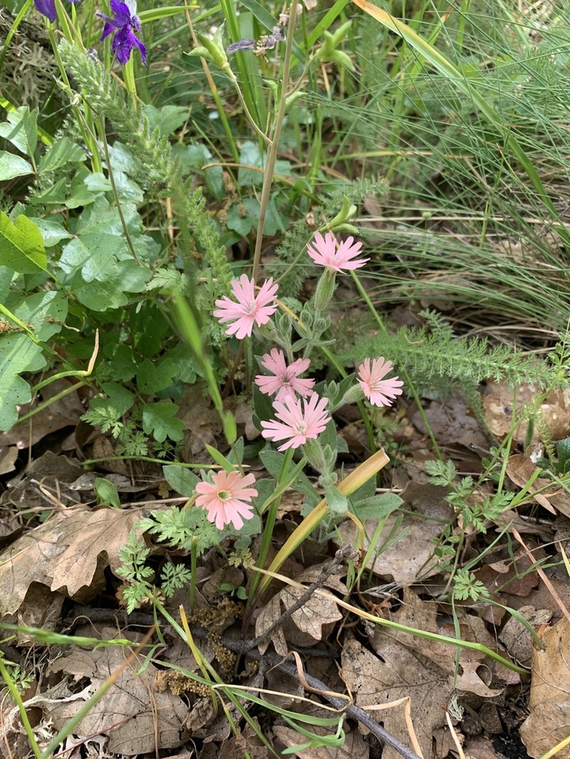 Hooker's Silene photo 6