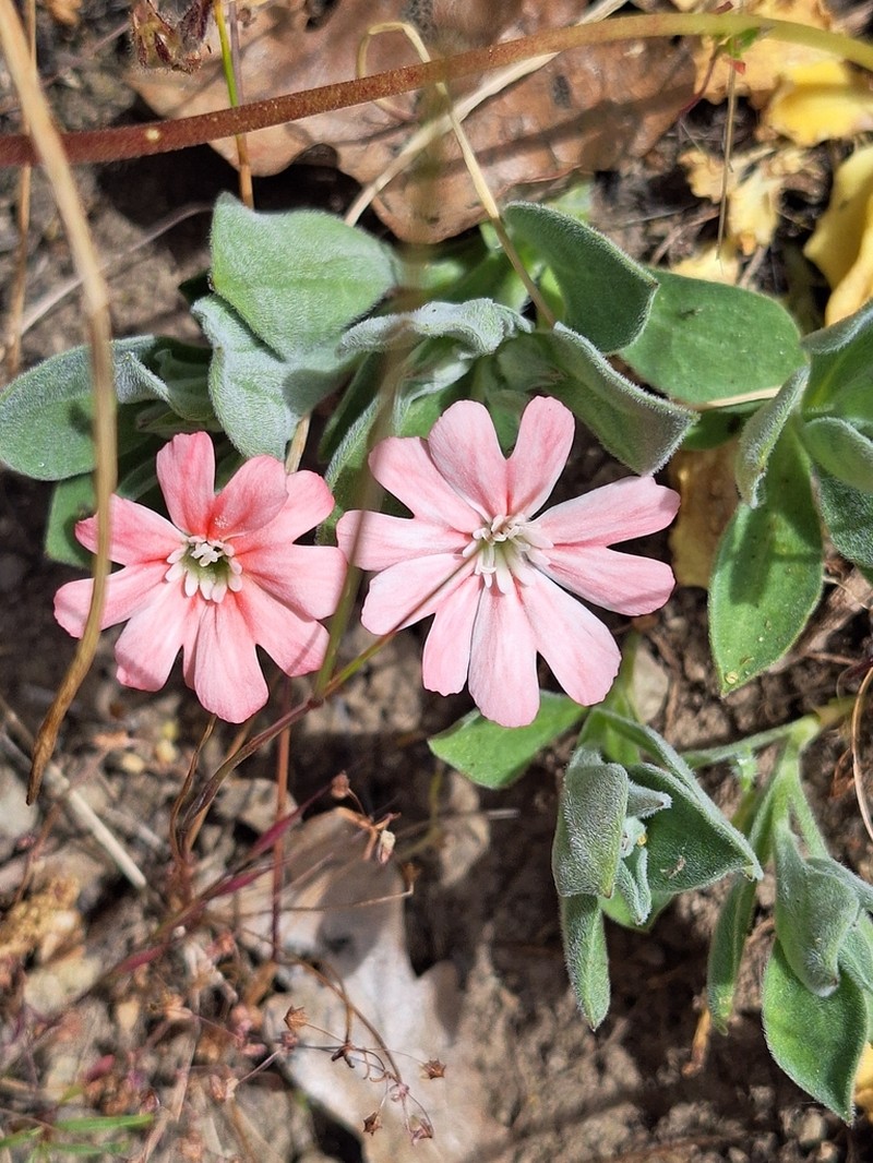 Hooker's Silene photo 7