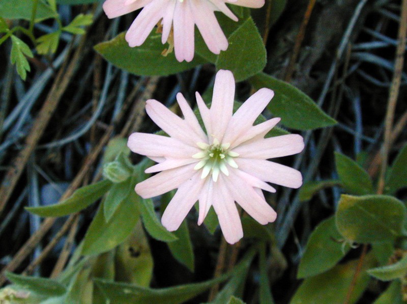 Hooker's Silene