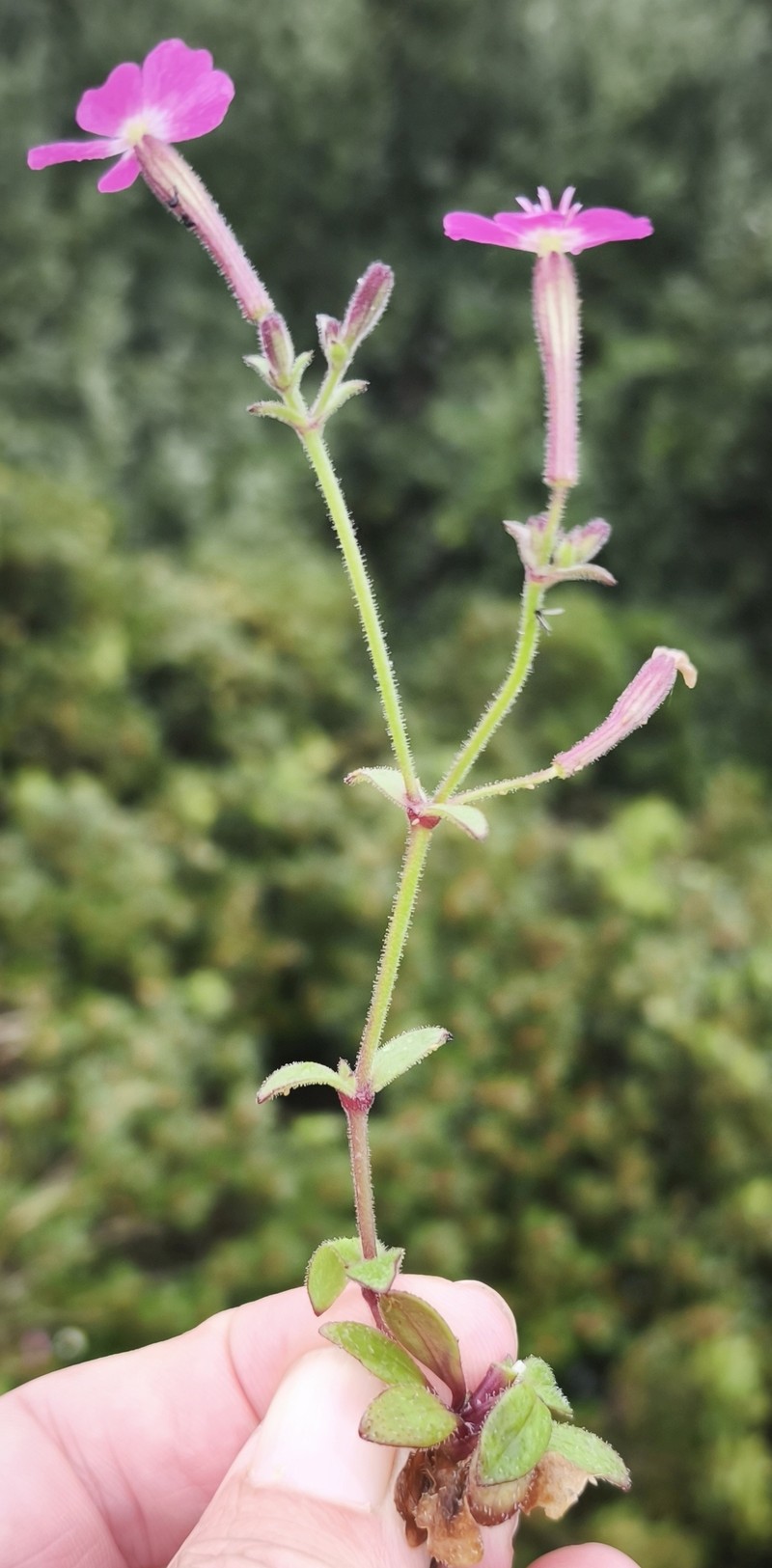 Silene integripetala subsp. integripetala