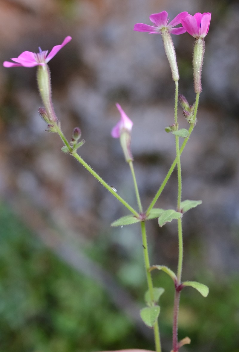 Silene integripetala subsp. integripetala photo 2